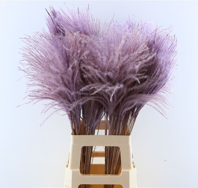 Flauschiger Reed Gras Pluimen Milka