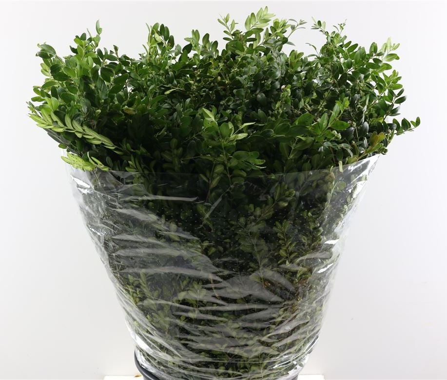 Buxus grün pro Wald