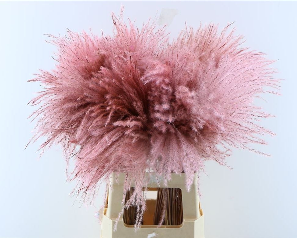 Flauschiger Reed Gras Pluimen hellrosa