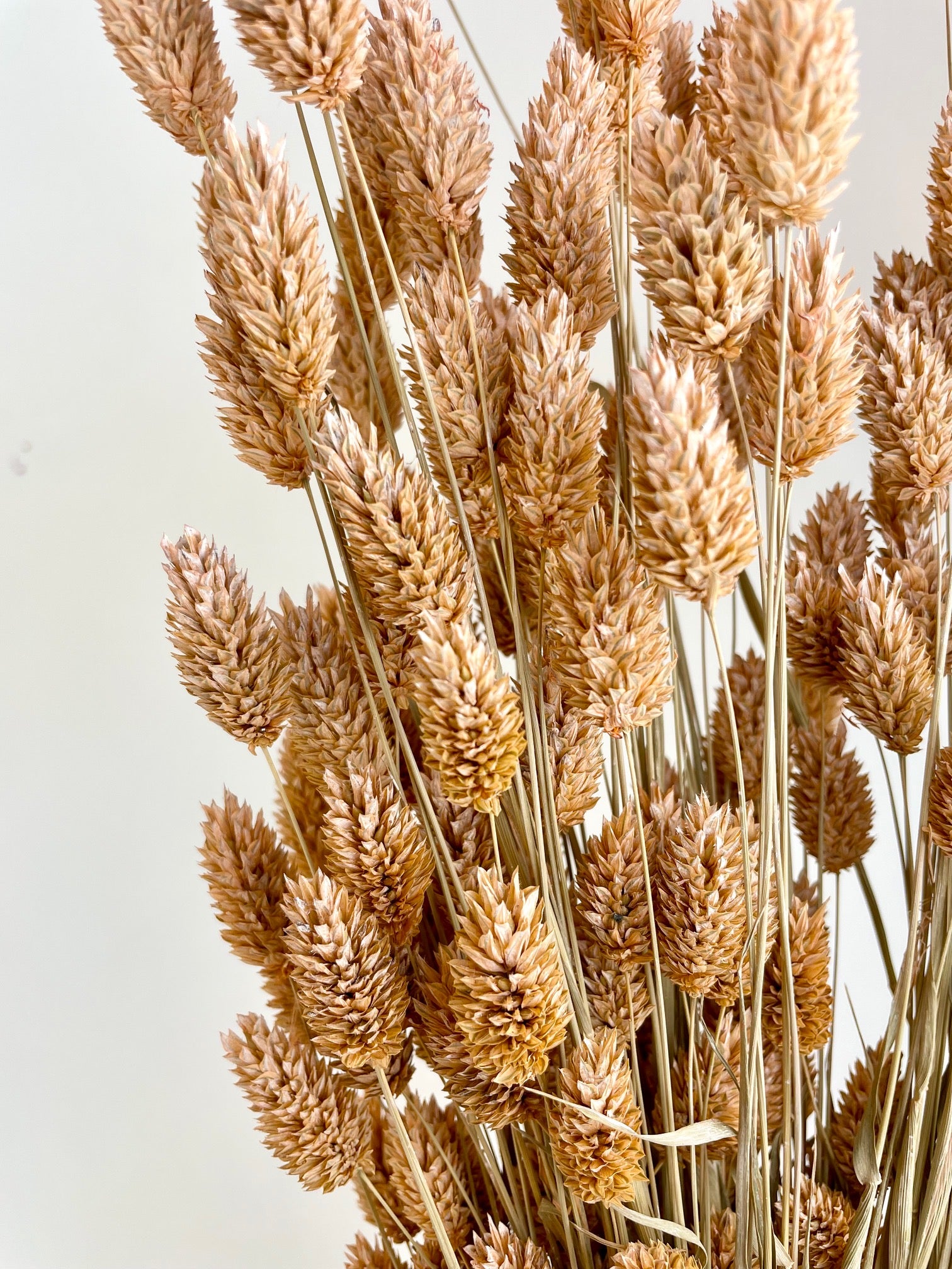 Getrocknete Phalaris -Lachs gefrostet