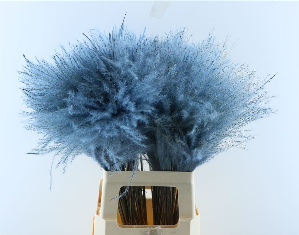 Flauschiger Reed Gras Pluimen hellblau