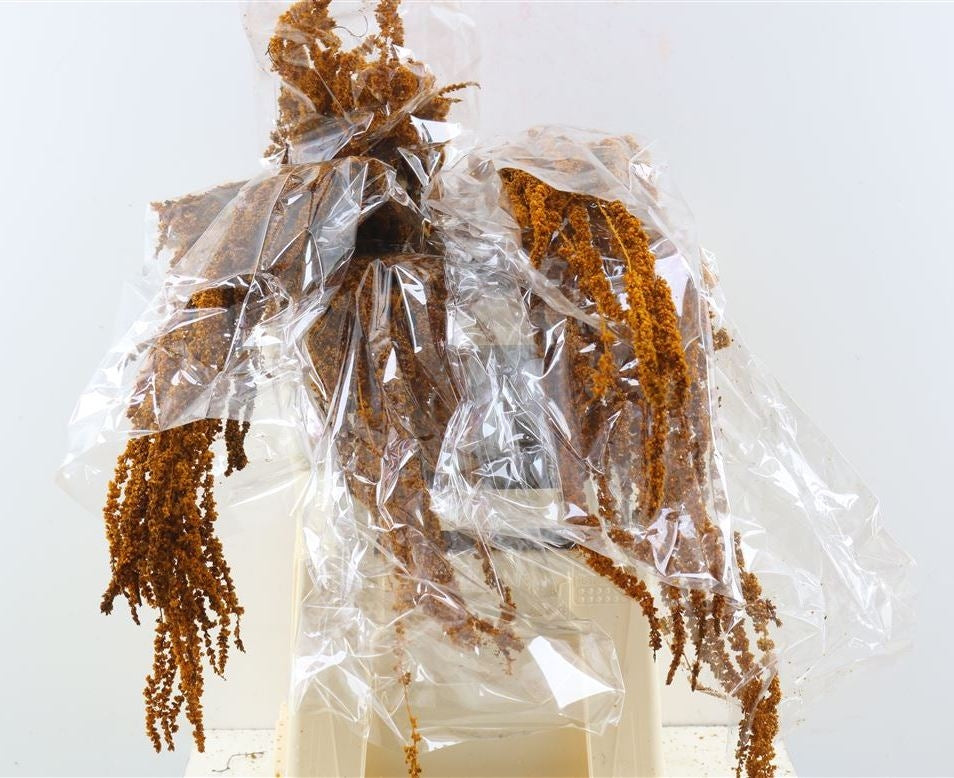 Getrocknete Amaranthus caudatus konservierte Bronze