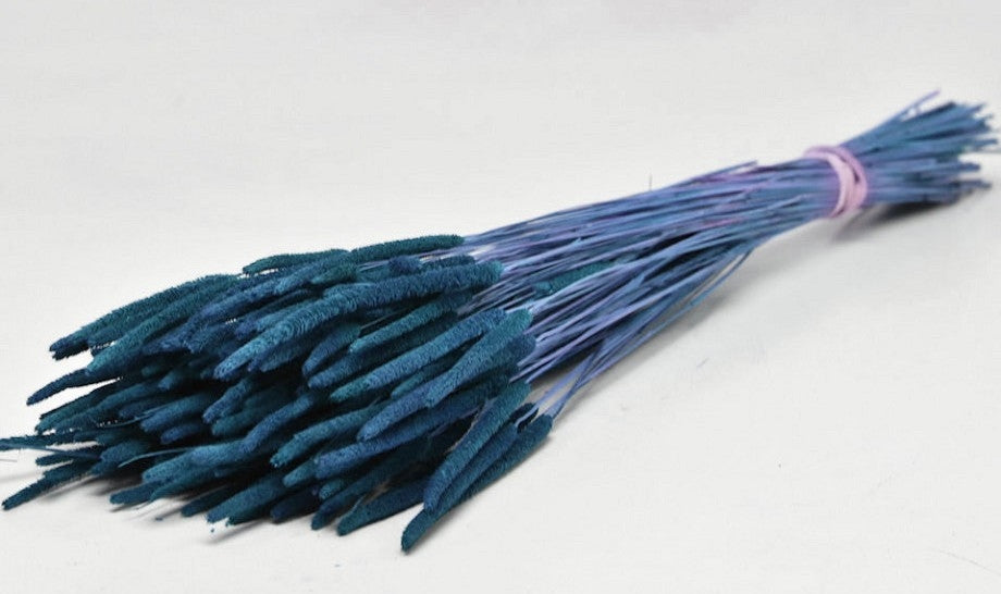 Getrockneter PHELEUM CEPENSIS Blue 150 Gramm