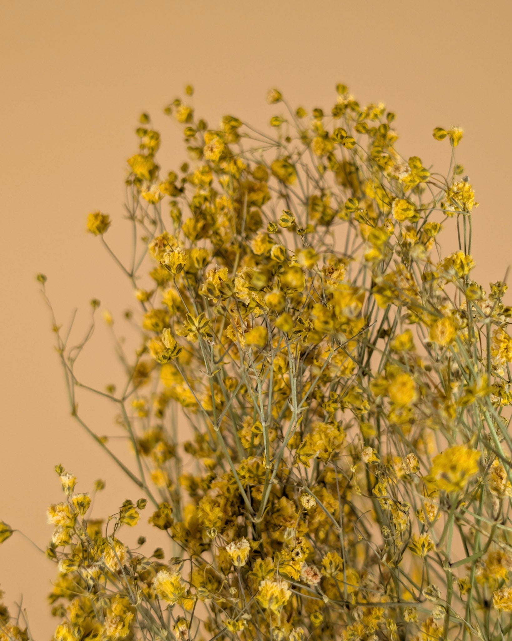 Gipspraid (Gypsophilie) Gelb getrocknet