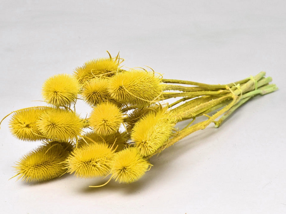 Getrocknetes Cardoon Distel gelb bemalt
