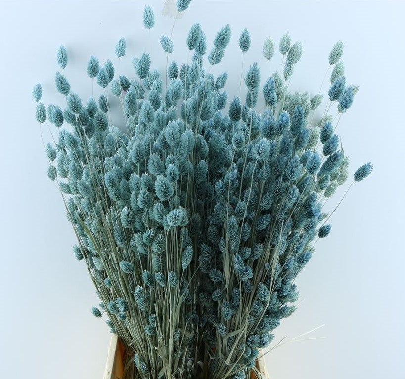 Getrocknetes Phalararis farbig hellblau