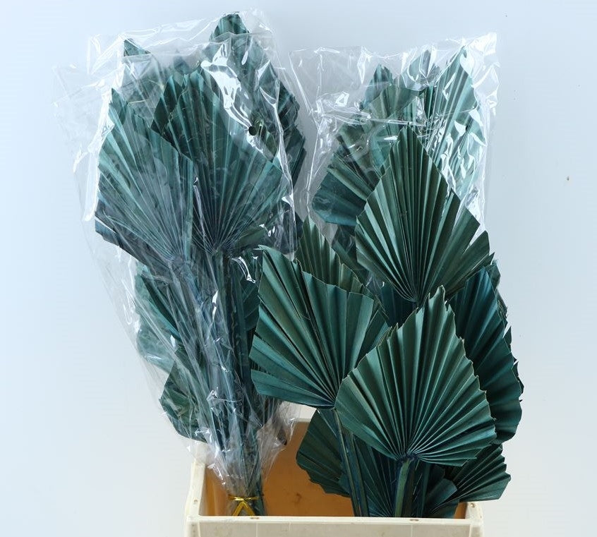 Palmspeerblau