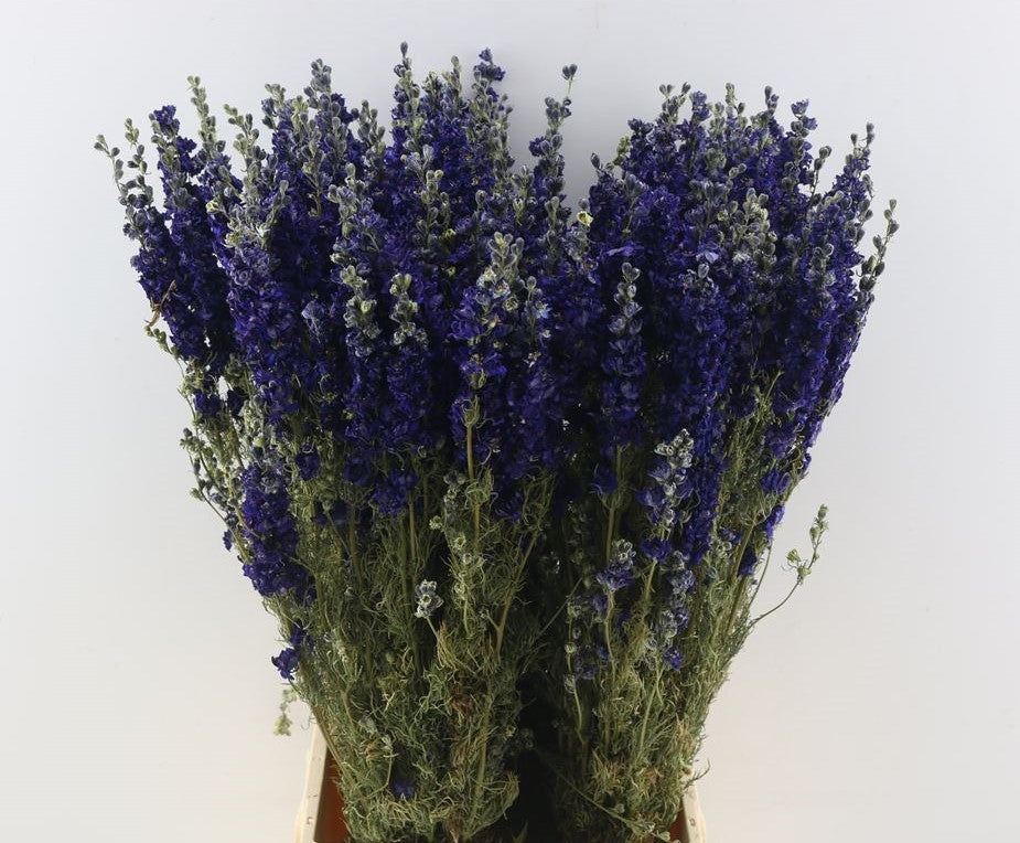 Getrocknetes Delphinium Ridderspoor Donker Blau