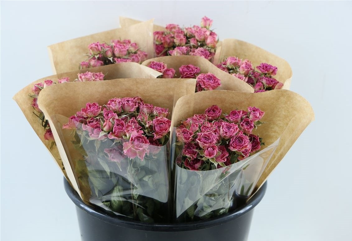 Getrocknete Clusterrosen rosa