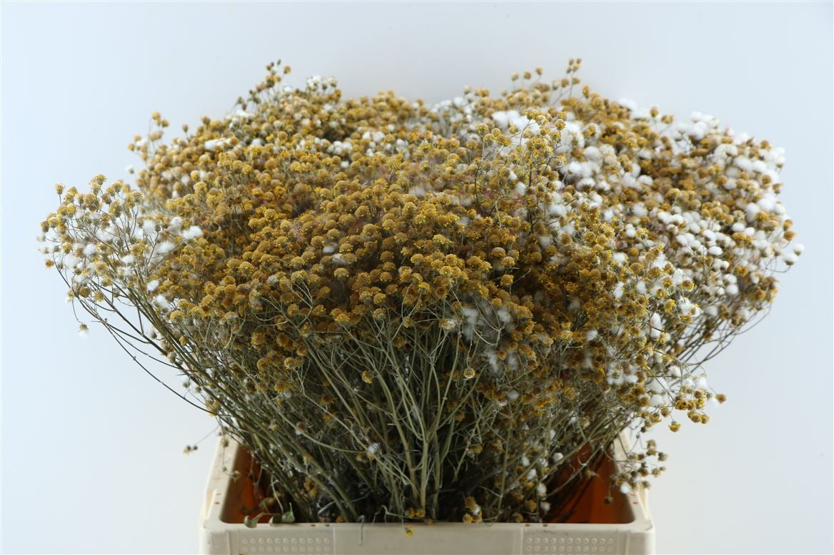 Getrocknete Carnonilla gelb