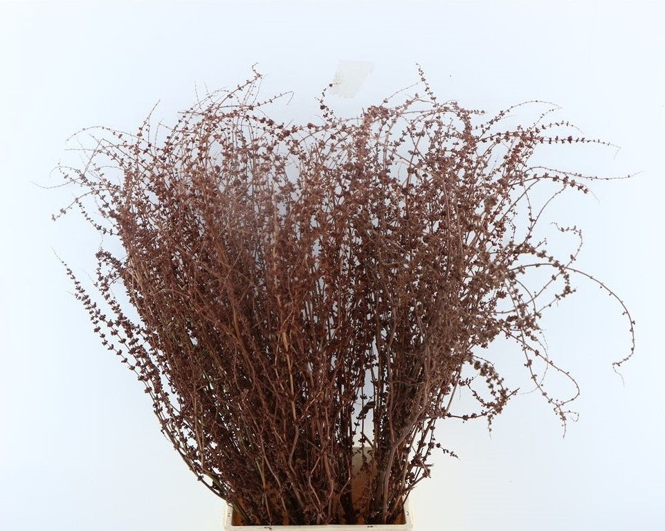 Getrocknete Ranex obtusifolius (Rittersorrel)