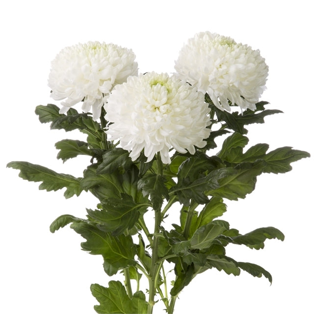 10 Mono Chrysanthemen dekorativ in verschiedenen Farben