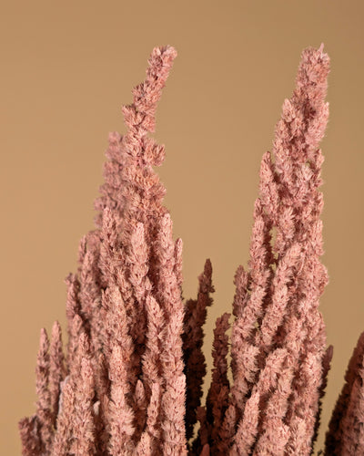 Getrocknetes Amaranthus Misty Pink