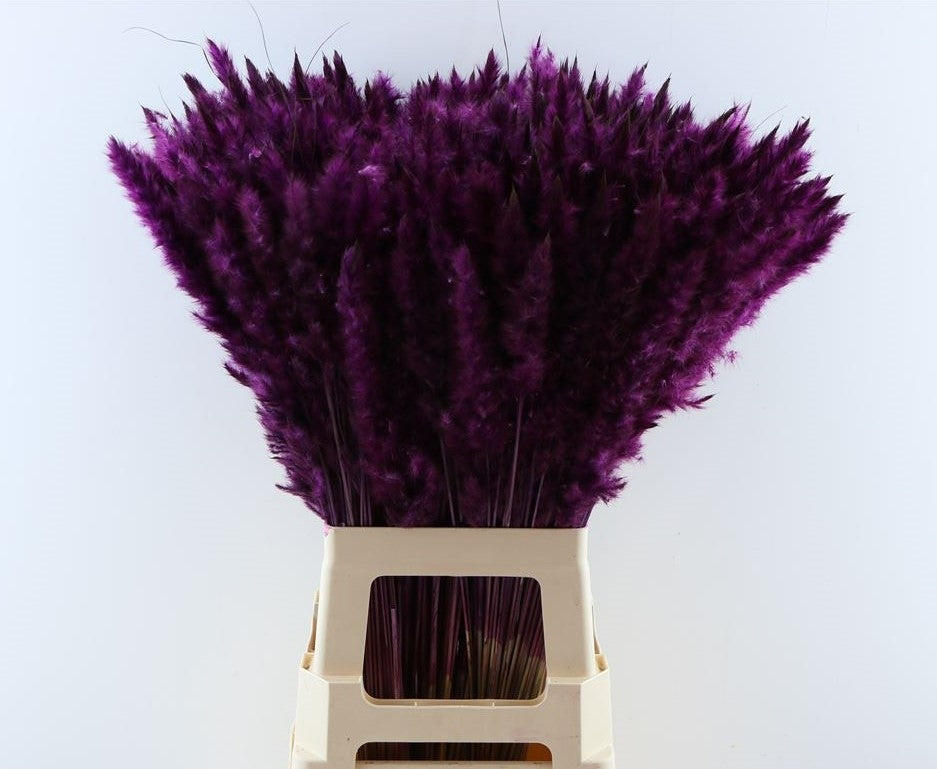 Flauschige Pampas (Miscanthus) Pluimen lila