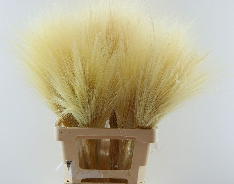 Barba de Bode bleichte 80 cm 150 Gramm getrockneter