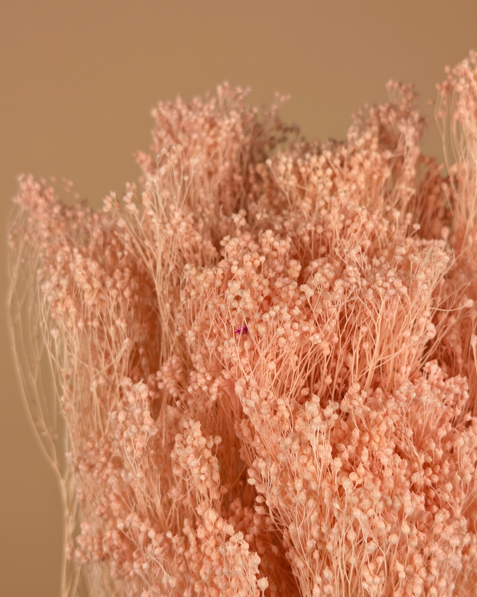 Mini Gypsophila Hellrosa Konserviert (Gypsum)