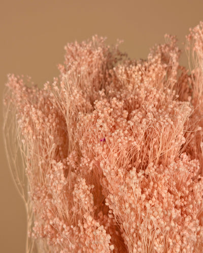 Mini Gypsophila Hellrosa Konserviert (Gypsum)