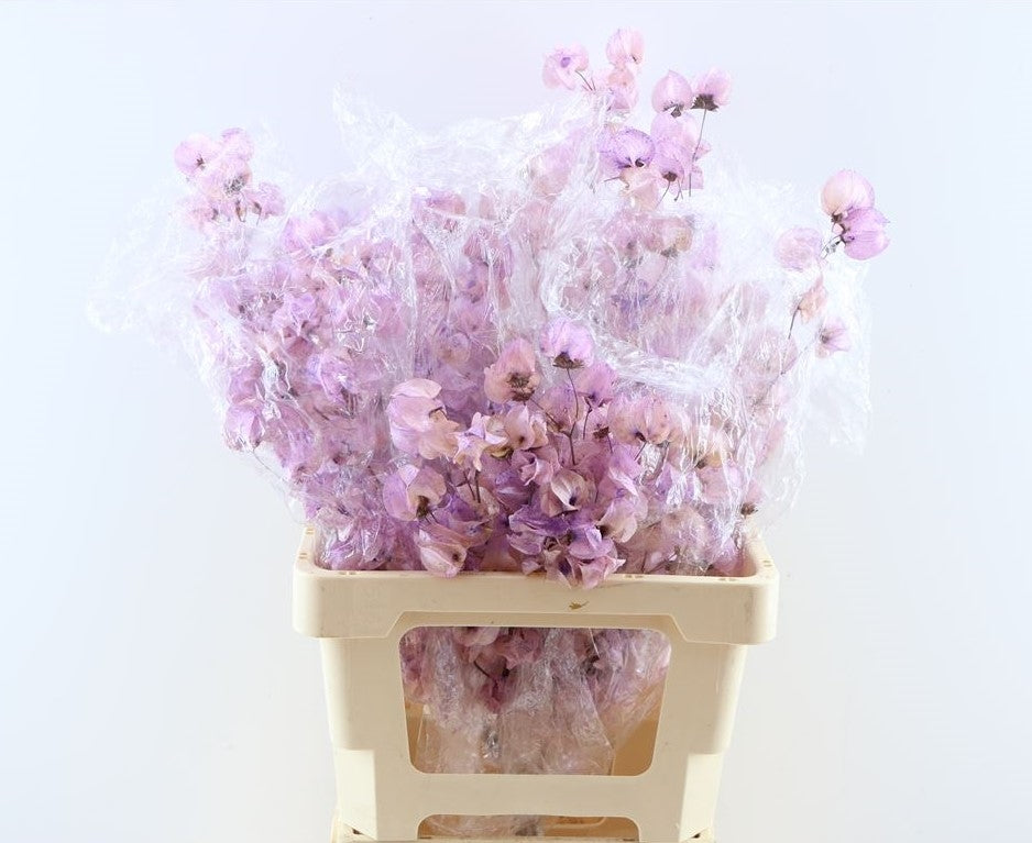 Bougainvillea bleichte Lavendel bunt