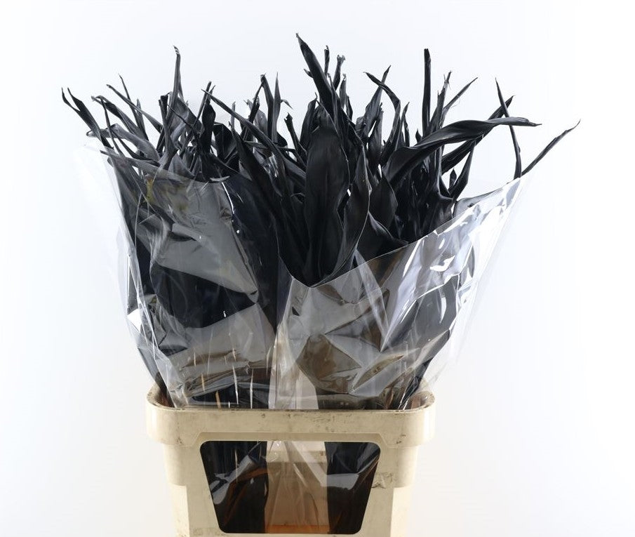 Strelitzia Blatt getrocknetes schwarz gemalt