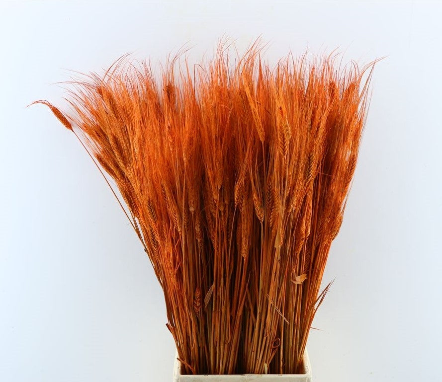 Getrocknete tritische Orange