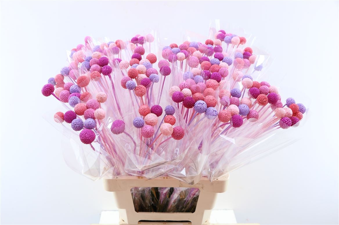 20 CRASPedia Bolletjes Candy Mix
