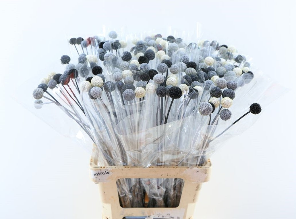 20 CRASPedia Bolletjes Metallmischung