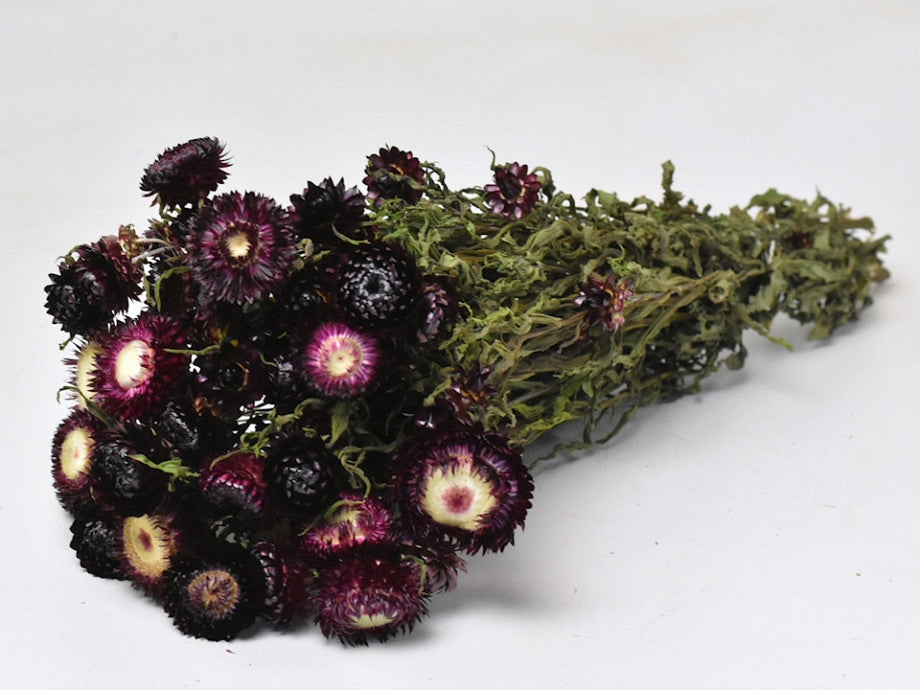 Getrocknete Helichrysum dunkelviolett