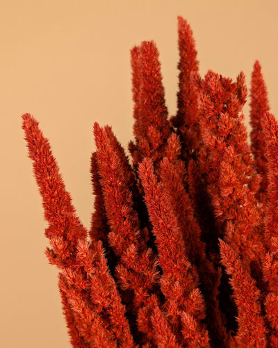 Getrockneter Amaranthus Orange