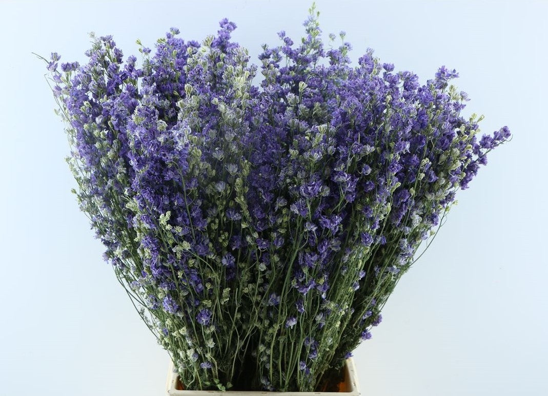 Getrocknetes Delphinium -Rätselmilchmilcha