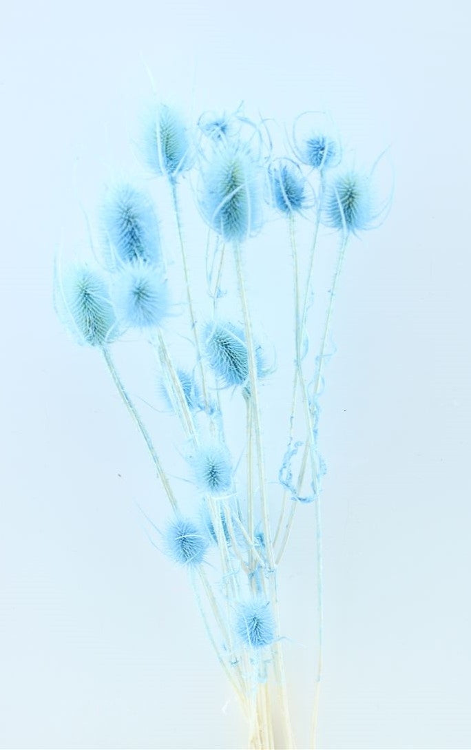 Getrocknetes Cardoon Distel Bleaked Hellblau
