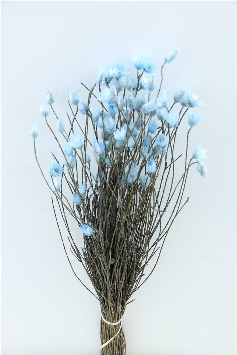 CAPE Everlasting hellblau