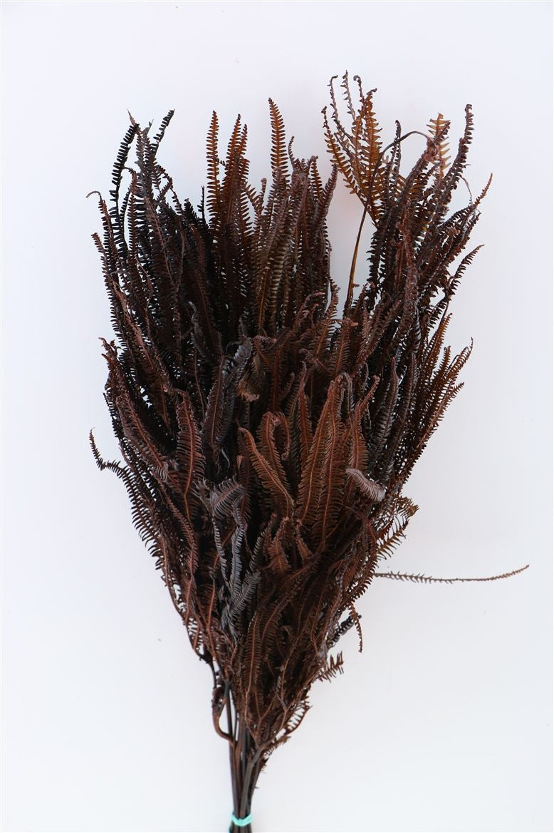 Wholecho bleichte Mahagoni -erhalten getrocknet