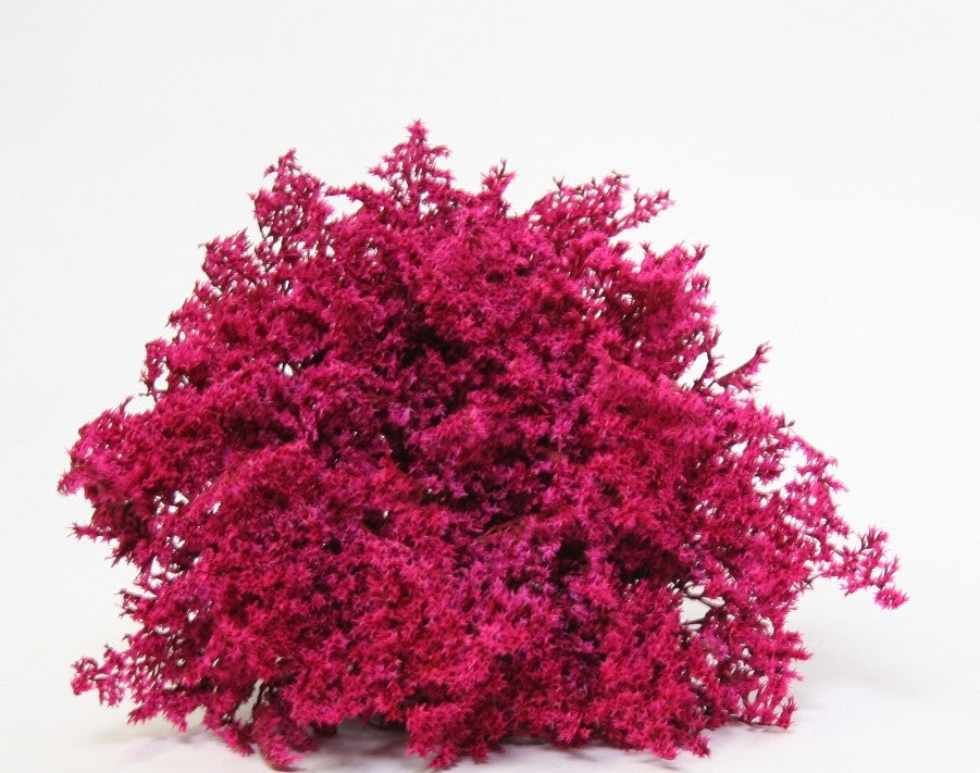 Getrocknete Statike Tatarica Cerise