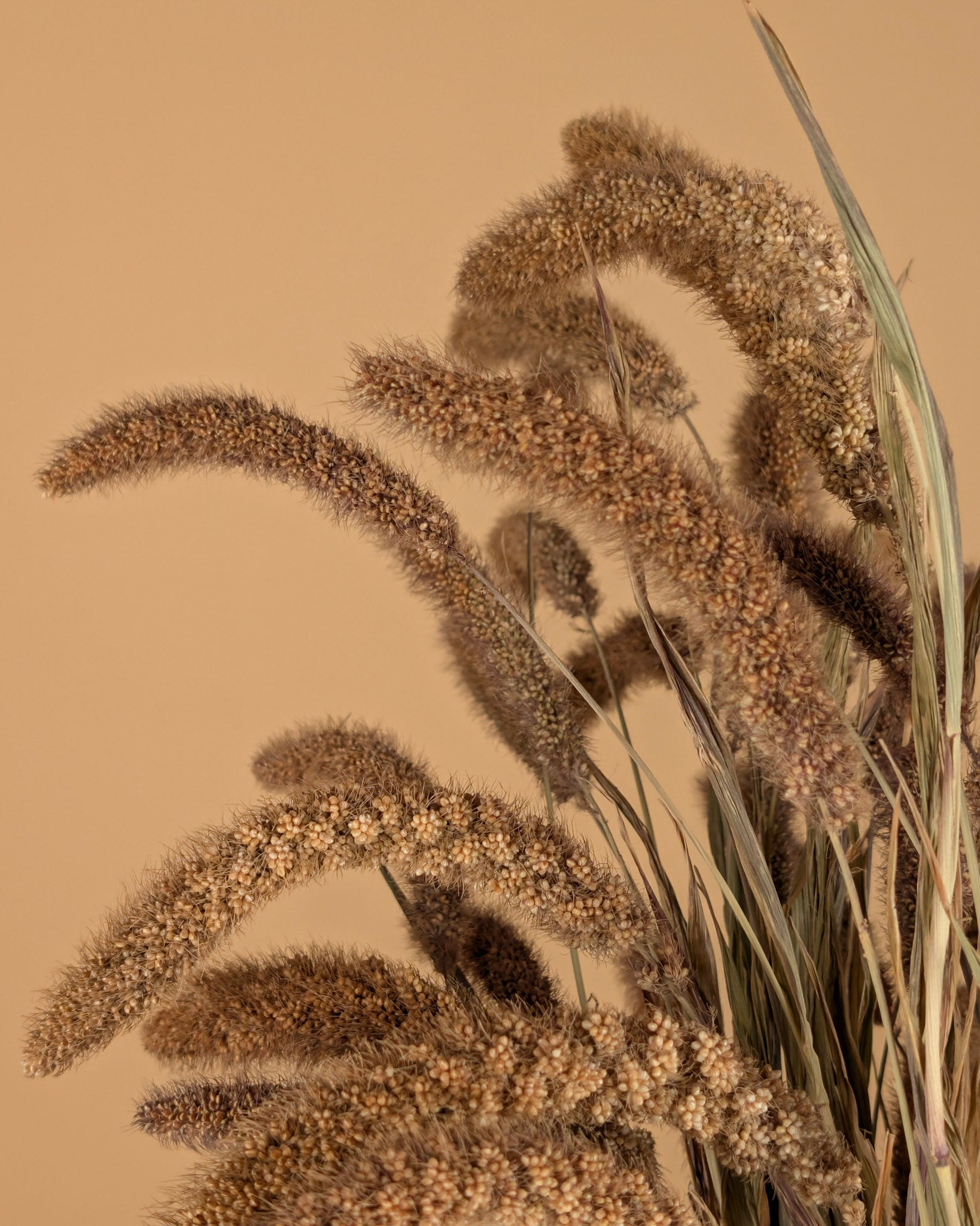 Getrocknete Setaria italica
