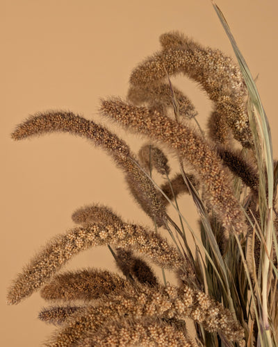 Getrocknete Setaria italica