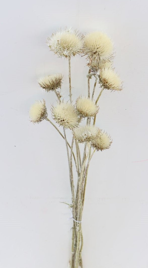 Getrockneter Cardi Velluto Distel