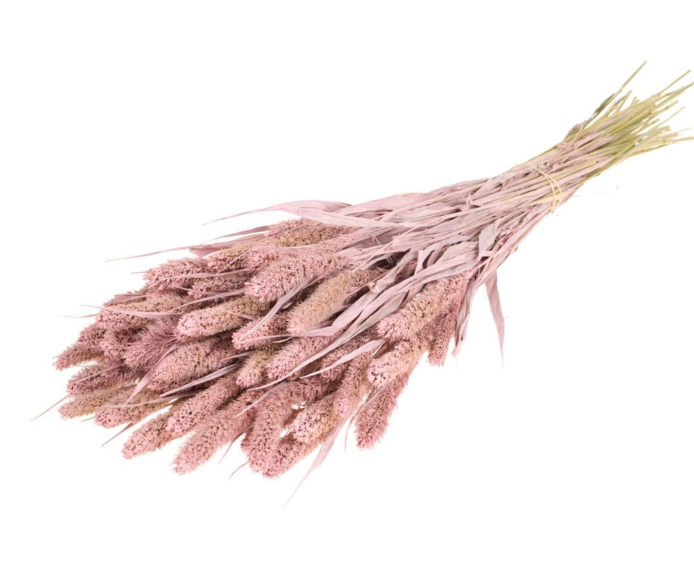 Getrocknetes Setaria Misty Pink