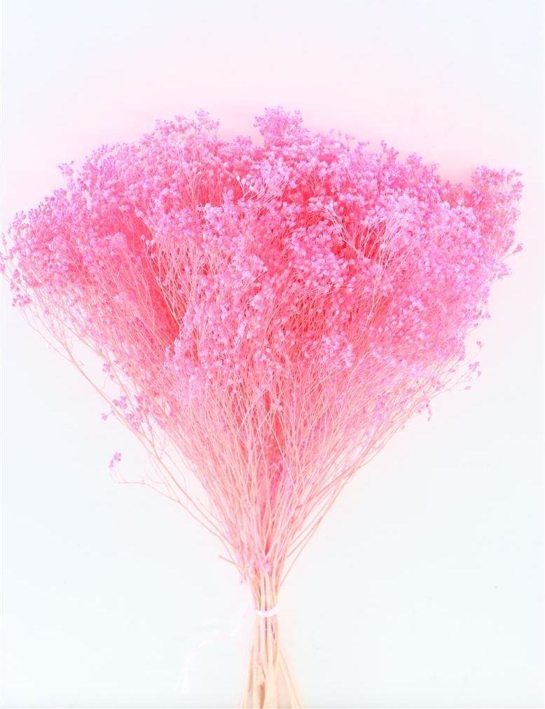 Getrocknete Besenblüte bleichte Fuchsia