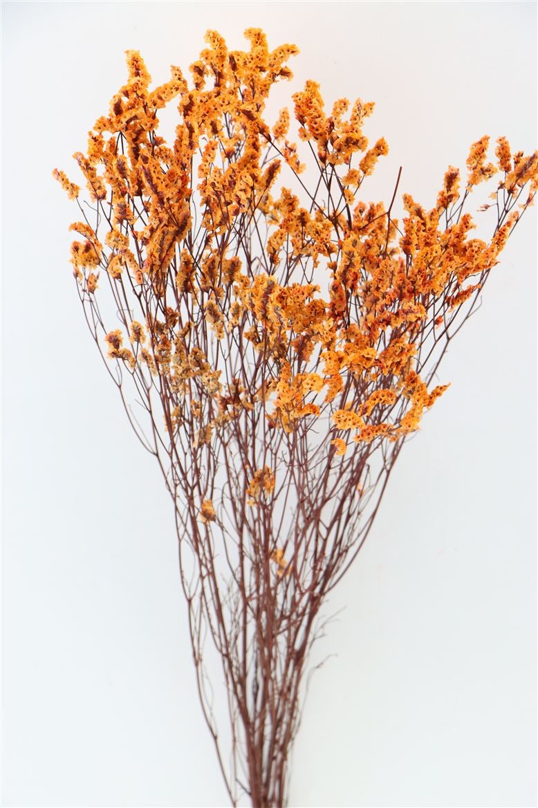 Getrocknete Limoniumdiamant Oranje