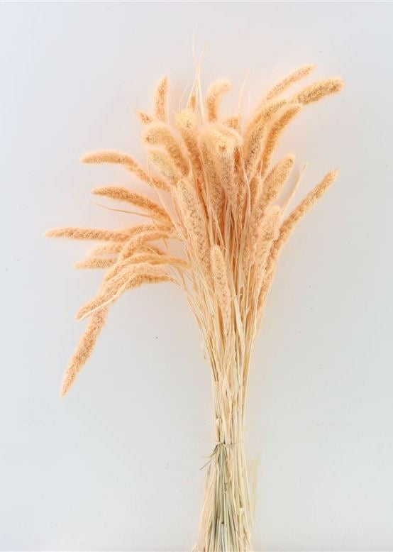 Getrocknete Setaria bleichte Terra