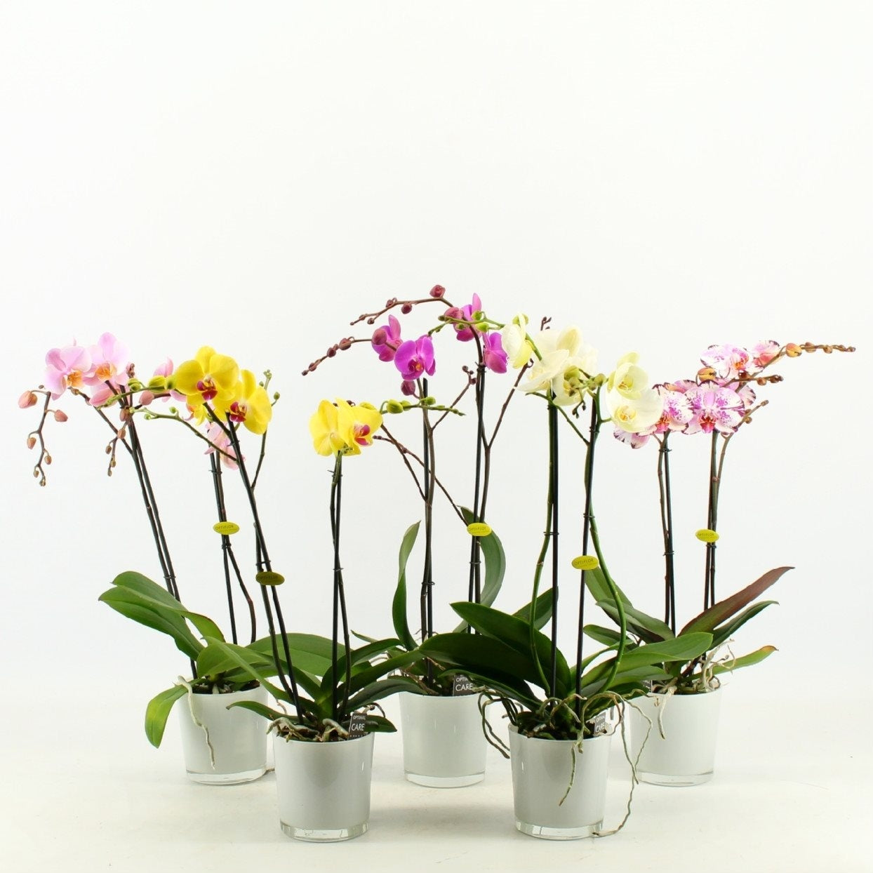 Phalaenopsis Orchid 2 Zweige in einem weißen Glasfleck