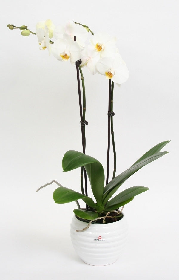 Phalaenopsis Orchidee 2 Zweige in Keramikbewegung Weiß