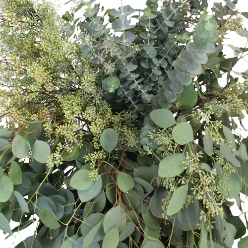Eukalyptus gemischt pro Wald gemischt