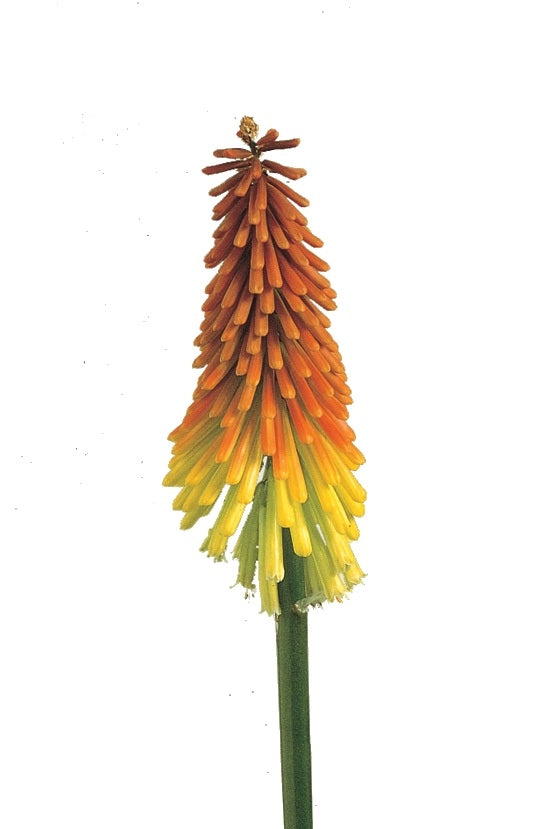 10 KNIPHOFIA