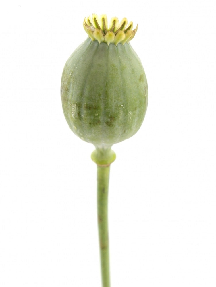 5 Poppies Green Seed Box