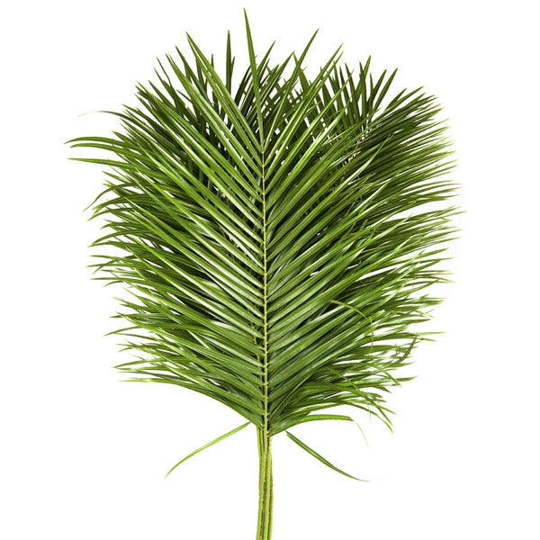10 Phoenix Roebelenii Blatt