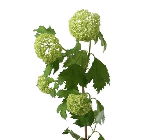 10 Viburnum Opulus (Schneeball) 3 - 4 Tasse