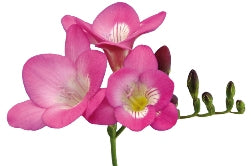 25 Freesias in verschiedenen Farben