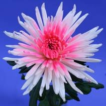 20 Mono Chrysanthemen bemalt Herz