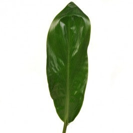 5 Cordyline -Blatt